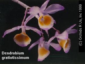 Dendrobium gratiosissimum
