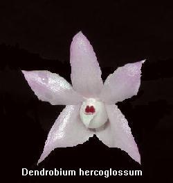 Dendrobium hercoglossum