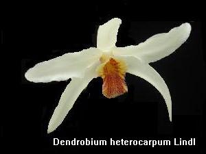 Dendrobium heterocarpum