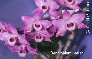 Dendrobium parishii