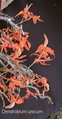 Dendrobium unicum