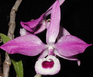 Dendrobium lituiflorum