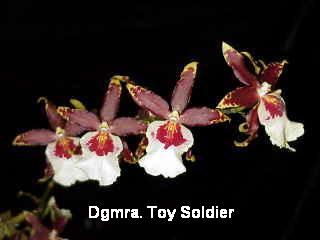 Dgamra Toy Soldier
