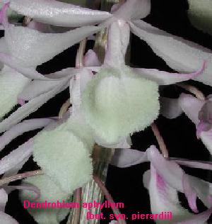 Dendrobium aphyllum <br> (bot. syn. pierardii