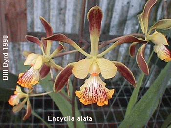 Encyclia alata