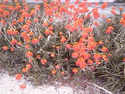 Epidendrum radicans