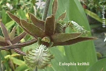 Eulophia keithii