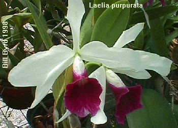 Laelia purpurata