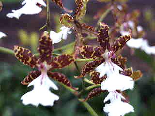 Oncidium Illustre