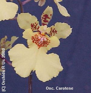 Onc. Carotene