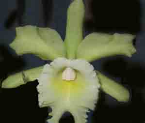 BLC Chas Sellers