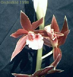 Phaius Flower