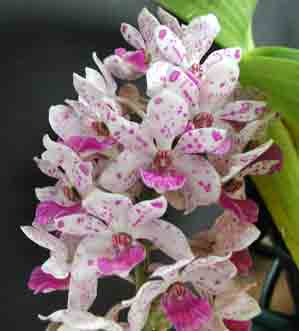 Rhynchostylis gigantea