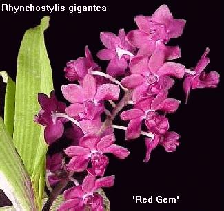 Red Rhynchostylis