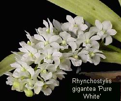 white Rhynchostylis