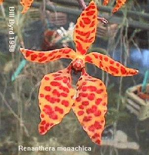 Renanthera monachica