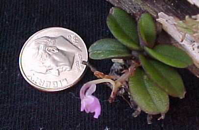 Schoenorchis fragrans