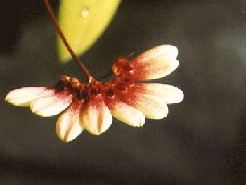 Bulbophyllum pulchellum