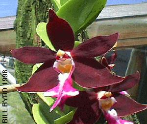 Trichoglottis atropurpurea