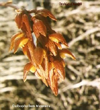 Bulbophyllum tricornoides