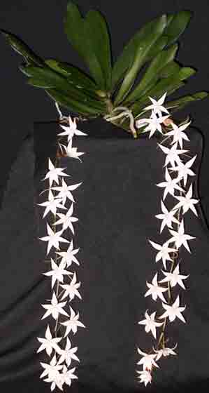 Aerangis biloba  1428S