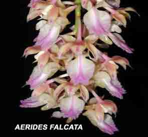 Aerides falcata  556S