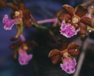 Aerides flabellata  70b