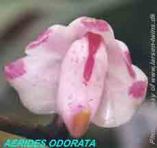 Aerides odorata 557S
