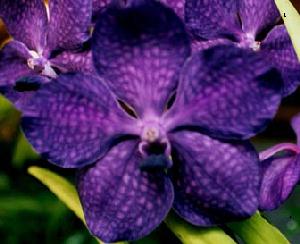 Ascda. Princess Mikasa x Ascda. Peggy Foo 4n