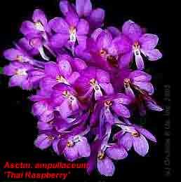 Ascocentrum ampullaceum 'Thai Raspberry'
