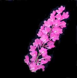 Ascocentrum ampullaceum 'Thai Pinky'