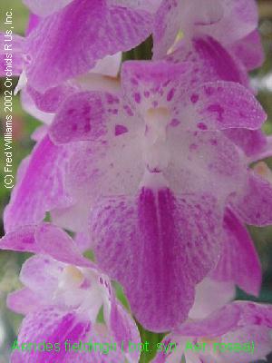 Aerides rosea  880S