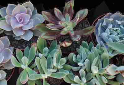 Succulent Collections, 4 or 8