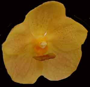 Ascda. Ascdsa Siam Spots