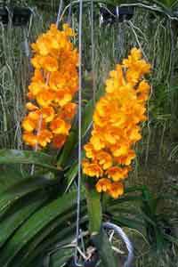 Ascocentrum miniatum 'Kai Gold' [meristem]