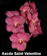 Ascda. Saint Valentine   0069POH