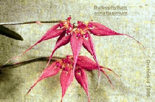 Cirrhopetalum ornatissimum 161