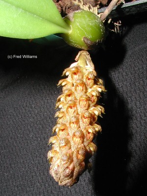 Bulbophyllum careynaum   63