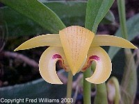 Bulbophyllum dearei  608S