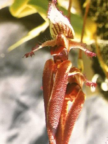 Bulbophyllum fascinator  285