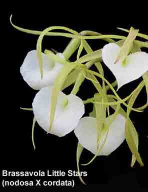 Brassavola Little Stars  710H