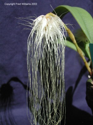 Cirrhopetalum medusae