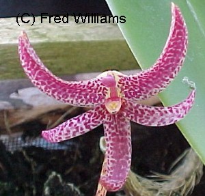 Bulbophyllum patens  407