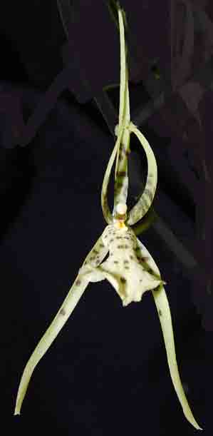 Brassia maculata   281S