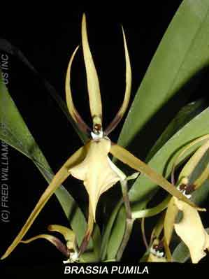 Brassia pumila  978S