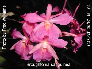Broughtonia sanguinea  176