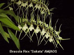 Brassia Rex 'Sakata' AM/AOS