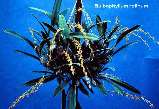 Bulbophyllum rufinum  481