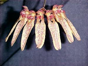 Cirrhopetalum pulchrum  1131