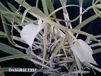 Brassavola nodosa 208M